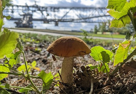 Herbststimmung an der F60, © F60 Lisa Studer Herbststimmung an der F60, © F60 Lisa Studer